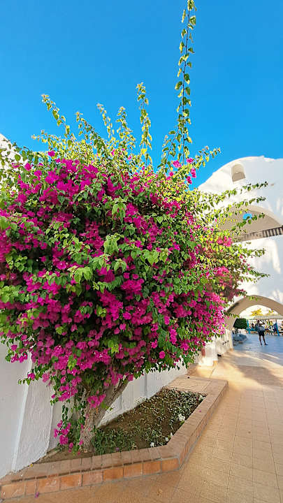 Gartenanlage Arabella Azur Resort