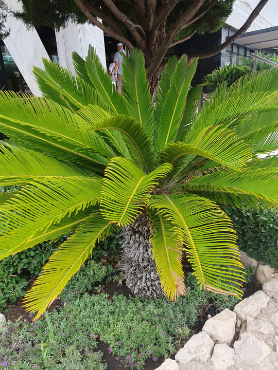 Gartenanlage Hotel Serrano Palace