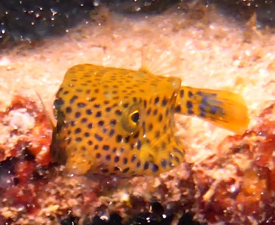 Sonstiges Three Corners Equinox Beach Resort