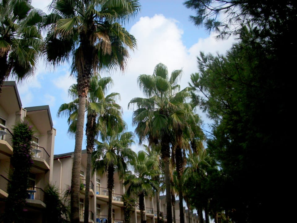 Palmen im Garten Dobedan World Palace Kemer