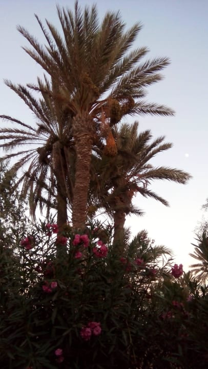 Schöne Gartenanlage tolle Gärtner  Hotel Sangho Club Zarzis