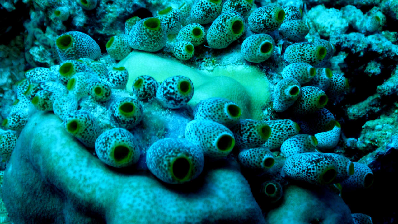 Sport & Freizeit ROBINSON MALDIVES