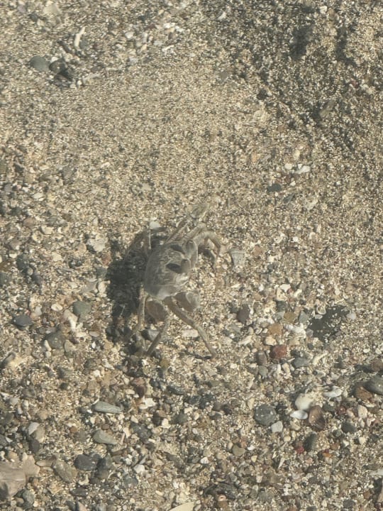 Strand Lazuli Hotel Marsa Alam