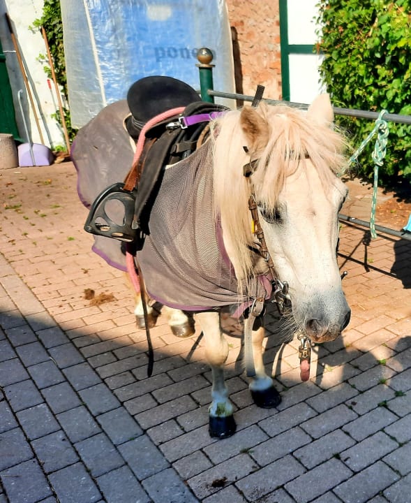 Sonstiges Ferienhof Homann mit Herz