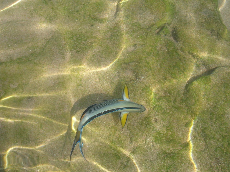 Strand Ghazala Gardens