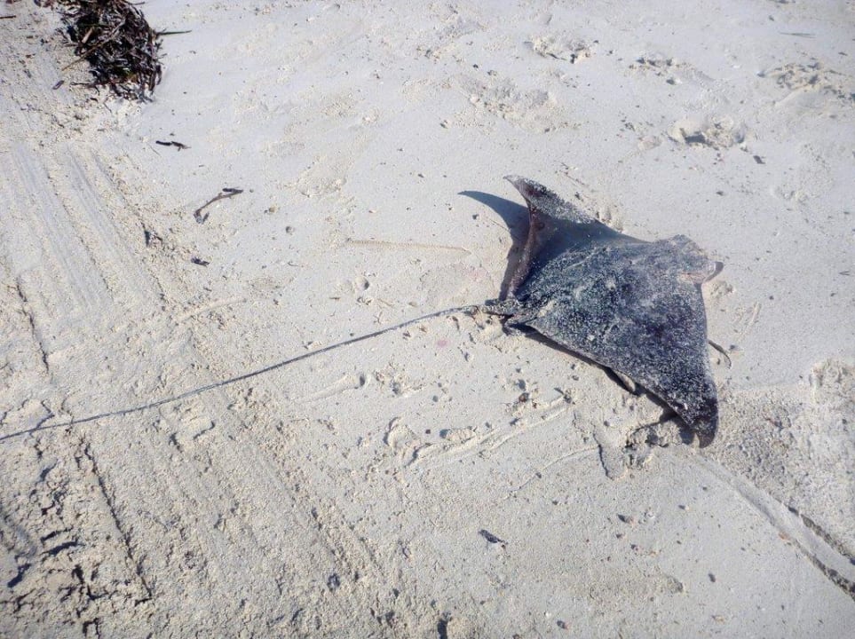 Strandbewohner Calimera Yati Beach