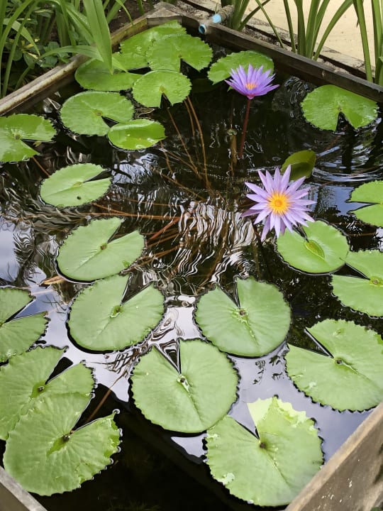 Gartenanlage Cinnamon Dhonveli Maldives