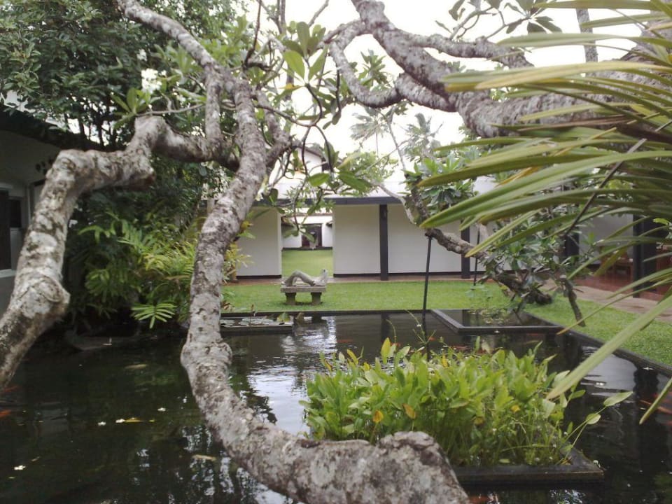 Fischteich am Hoteleingang Thaala Bentota