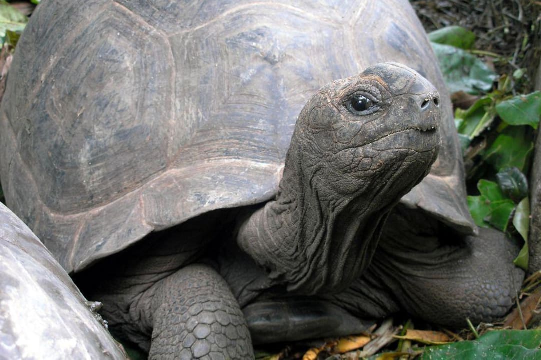 Riesenlandschildkröte im Garten der Sea View Lodge Sea View Lodge
