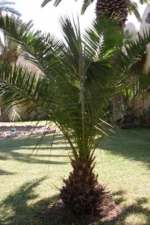 Was für eine Palmenpracht Hotel Paradis Palace