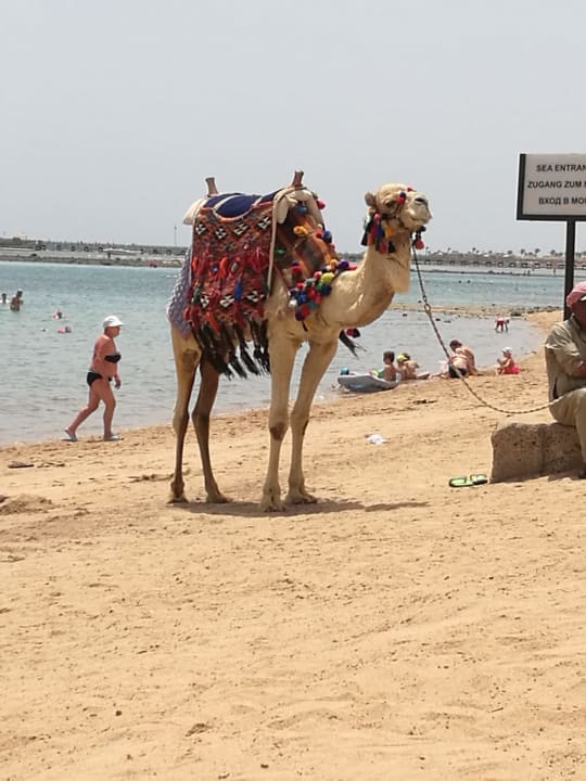Taxi Jaz Makadi Oasis Resort