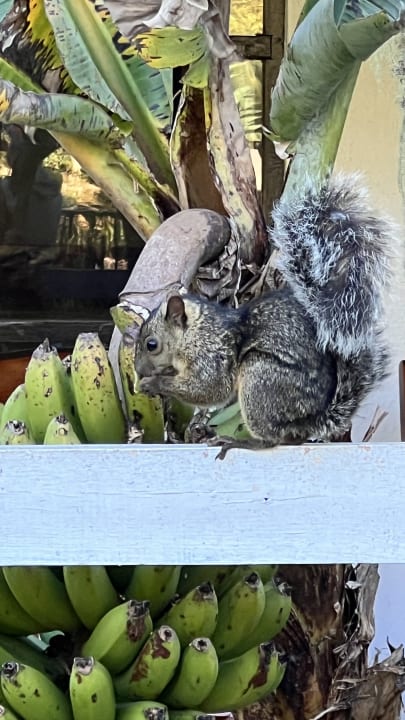 Gartenanlage Hotel Selva Negra