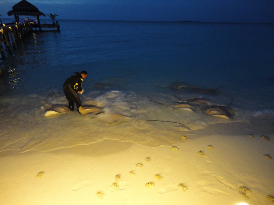 Rochenfütterung Kuramathi Maldives