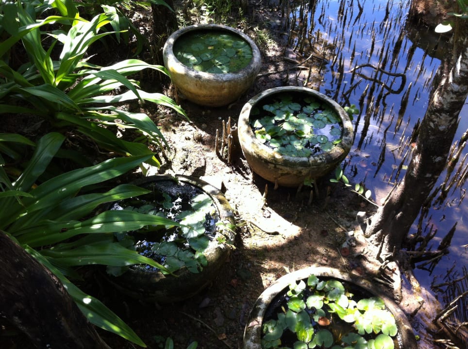 Anfang vom Teichbereich Hotel The Spa Resort - Koh Chang