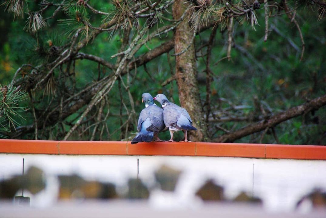 Supi  Appartamenti Pia del Faro