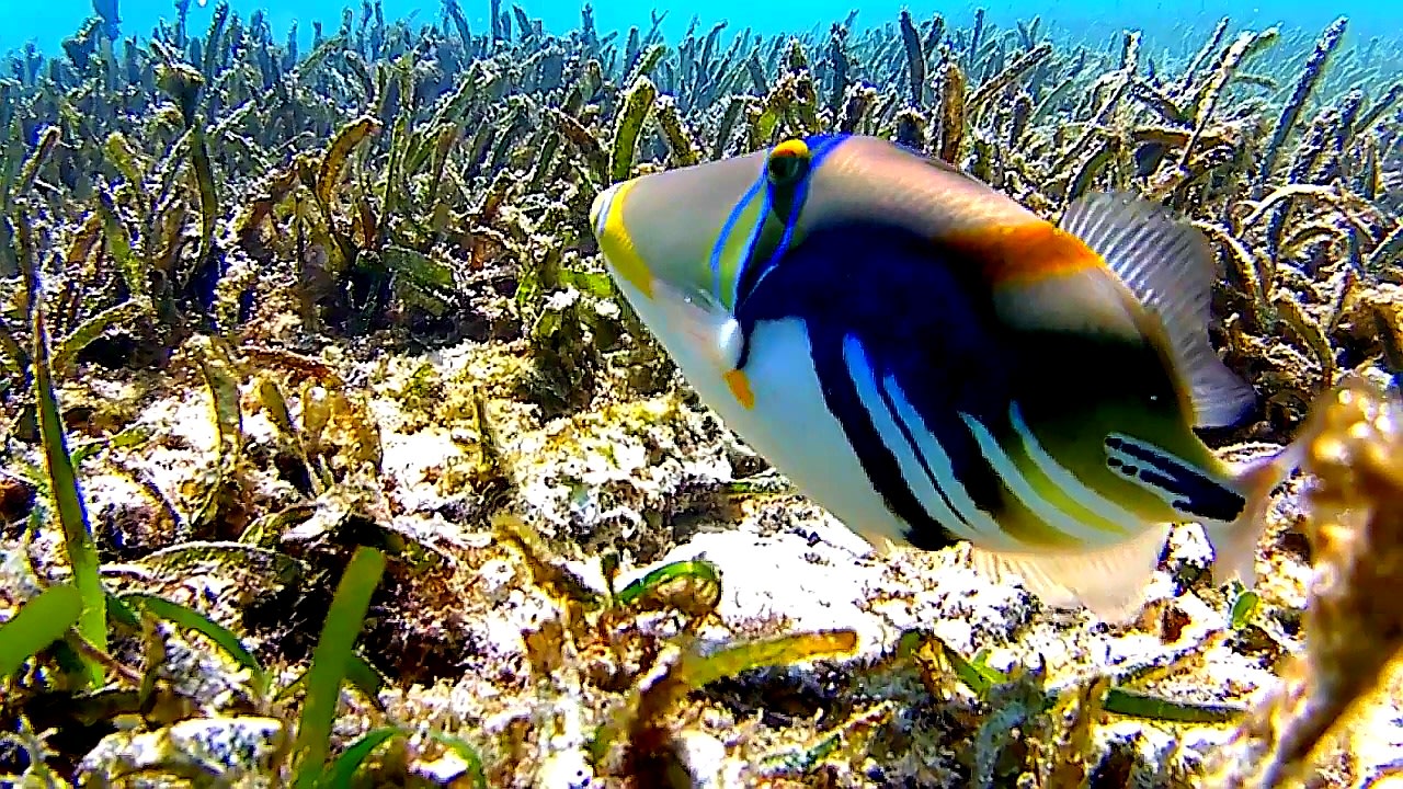 Sport & Freizeit Adaaran Select Hudhuran Fushi - Premium All Inclusive