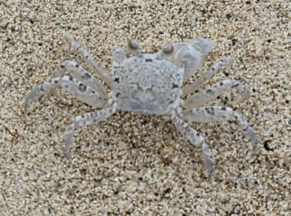 Strand Gold Beach Resort