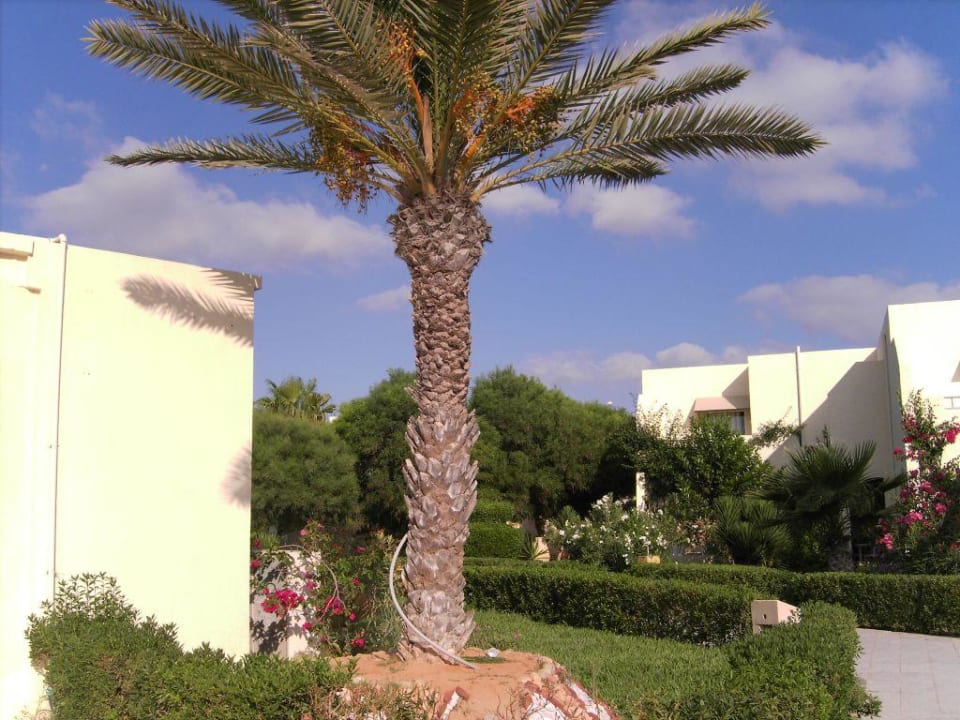 Hotelanlage TUI MAGIC LIFE Penelope Beach
