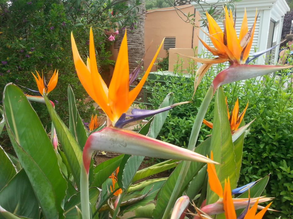 Am Pool Flipflop Cala Romantica