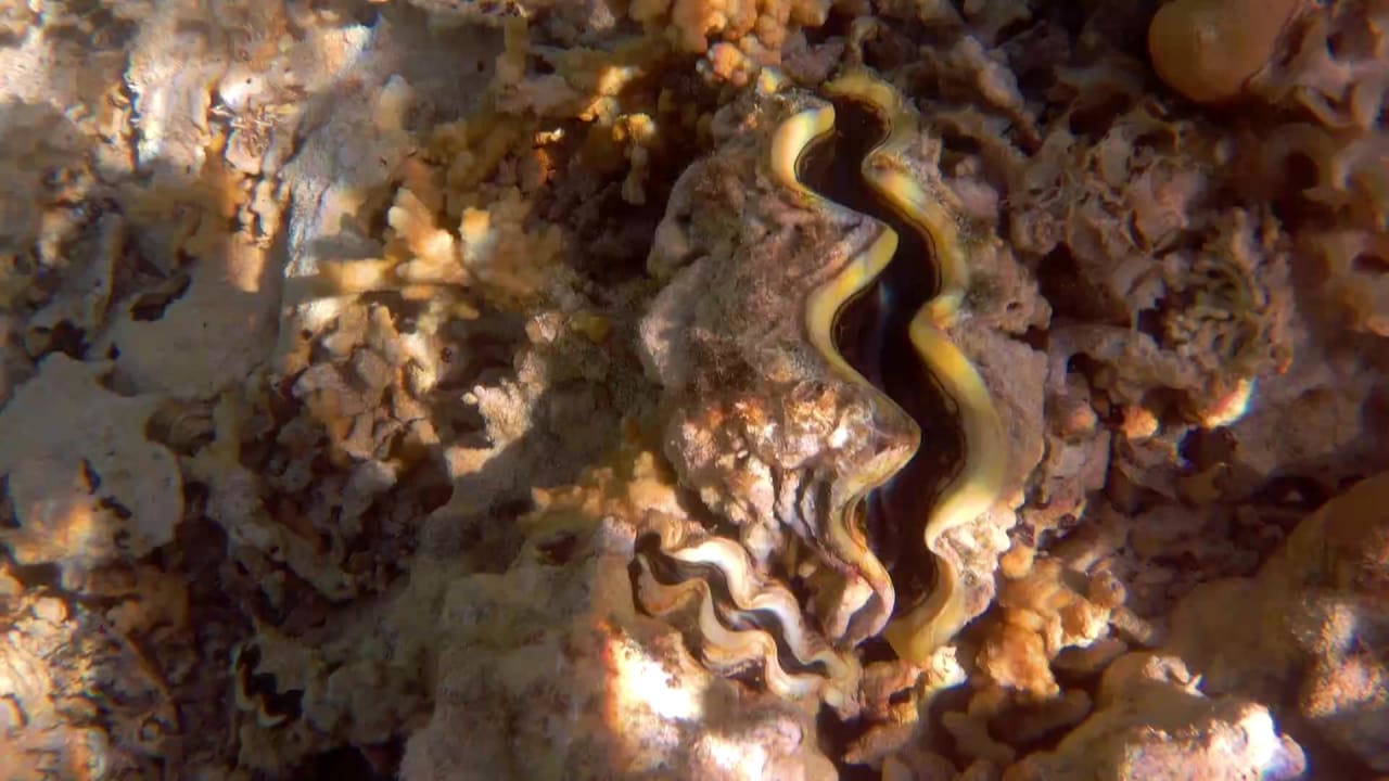 Strand Pickalbatros Sea World Resort - Marsa Alam