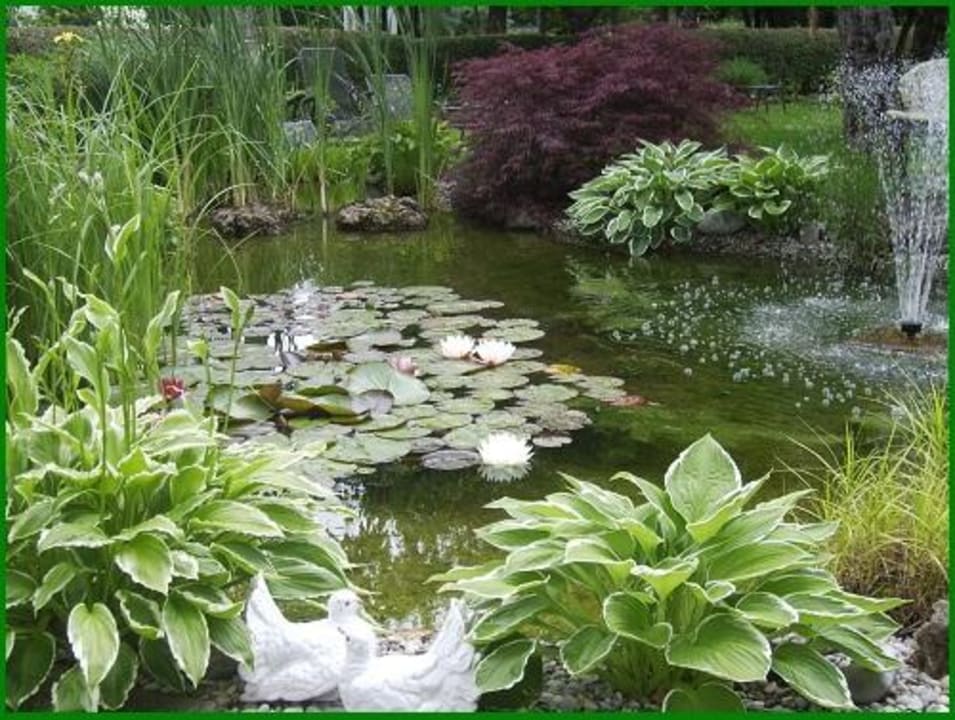 Seerosenteich Gästehaus Biedermann