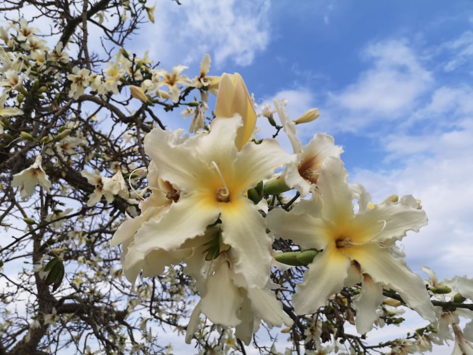 Garten TUI SUNEO Chrissi Amoudia