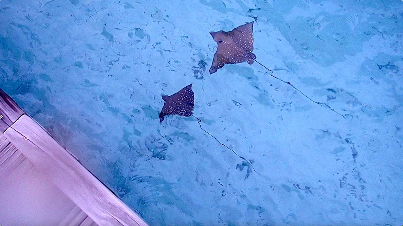 Sonstiges Vilamendhoo Island Resort & Spa