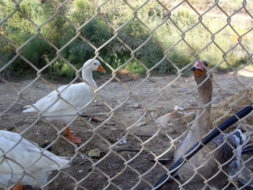 Tiere für die interessierten Kinder Apollonia Beach Resort & Spa