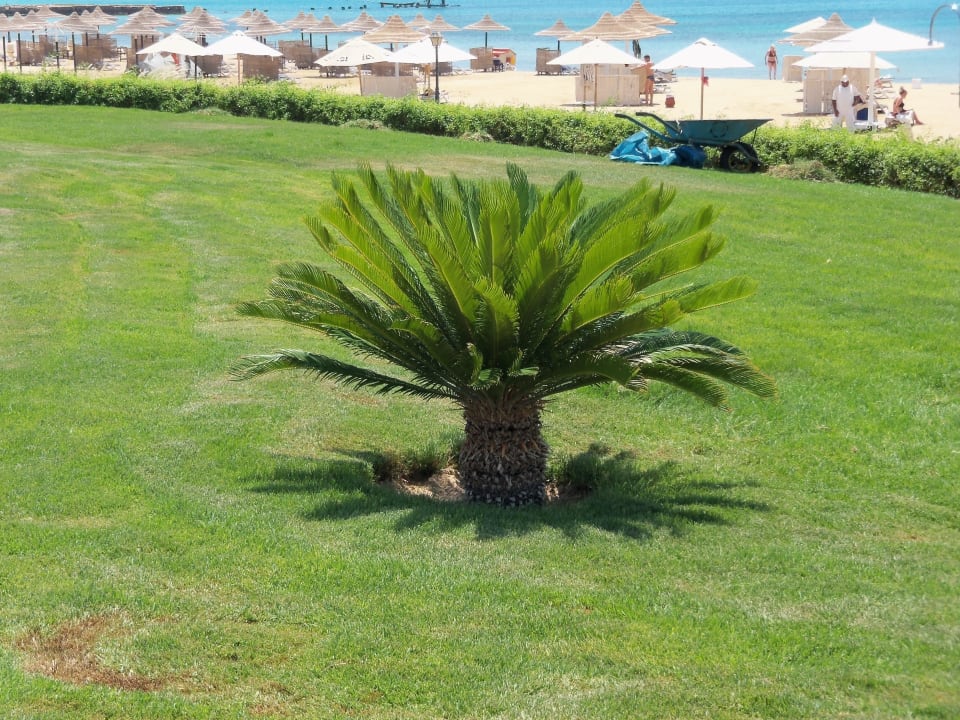 Vor der Promenade und Strand Old Palace Resort