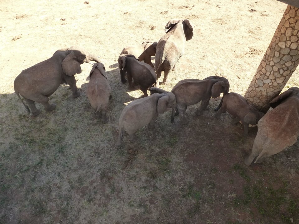 Elefanten vor der Lodge Salt Lick Safari Lodge