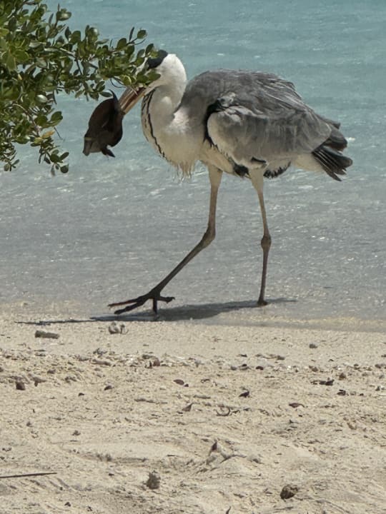 Strand Kuramathi Maldives