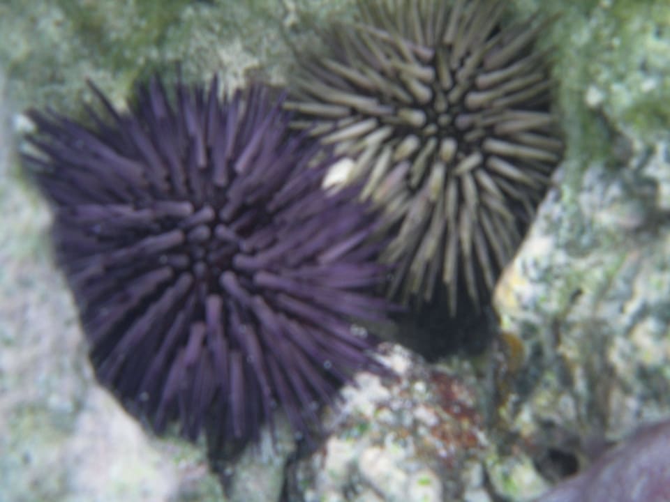 Deswegen Badeschuhe tragen Le Peninsula Bay Beach Resort & Spa