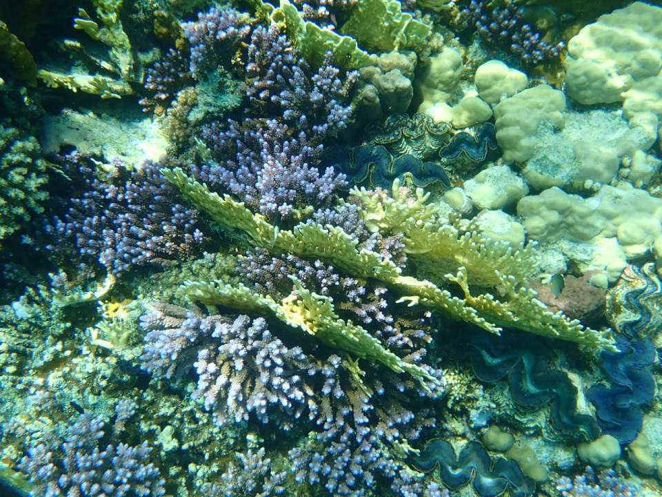 Strand MG Alexander The Great Hotel