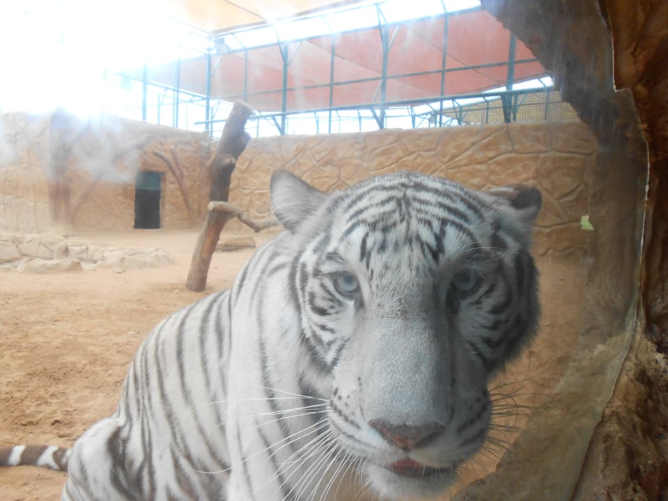 Weisse Tieger Hotel Emirates Park Resort