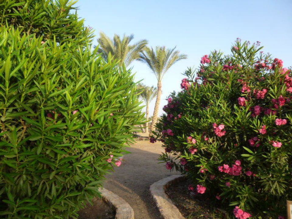 Vegetation Jaz Solaya