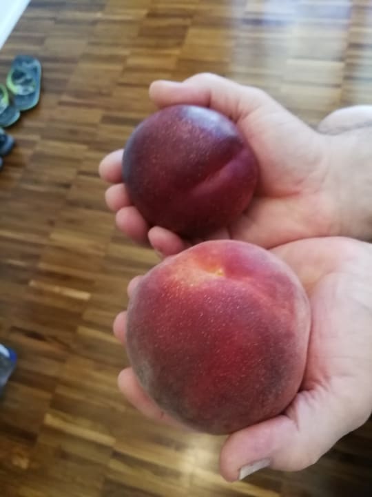 Gastro Aminess Vival Casa Velaris