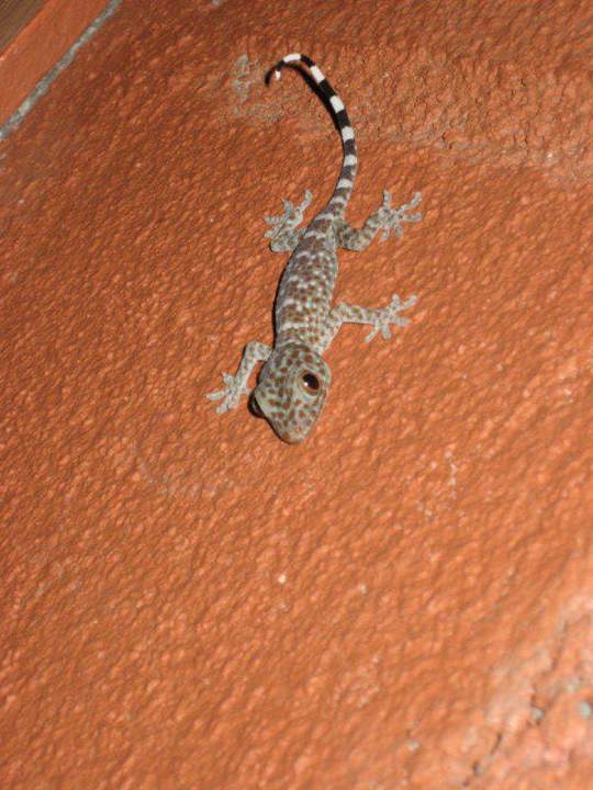 Gecko Hotel Bubu Long Beach Resort