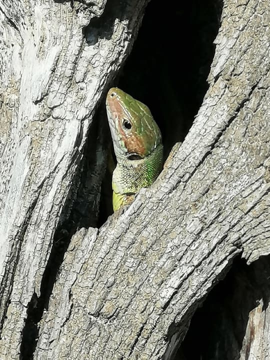 Sonstiges Hotel Artemis