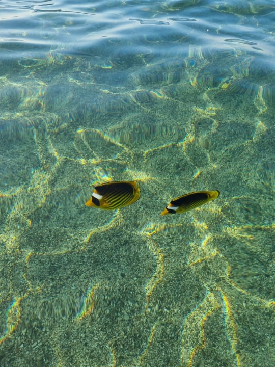 Strand Pickalbatros Sea World Resort - Marsa Alam