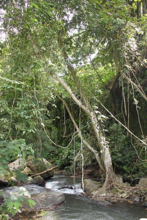 Angrenzender Fluss Hotel Hanging Gardens of Bali
