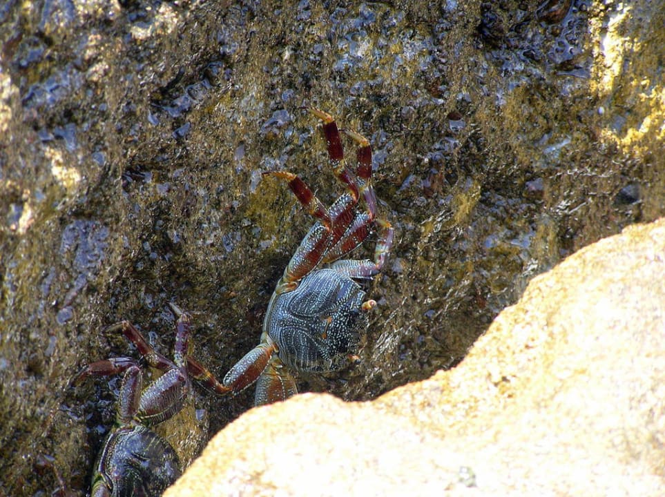 Крабы Pickalbatros Citadel Resort