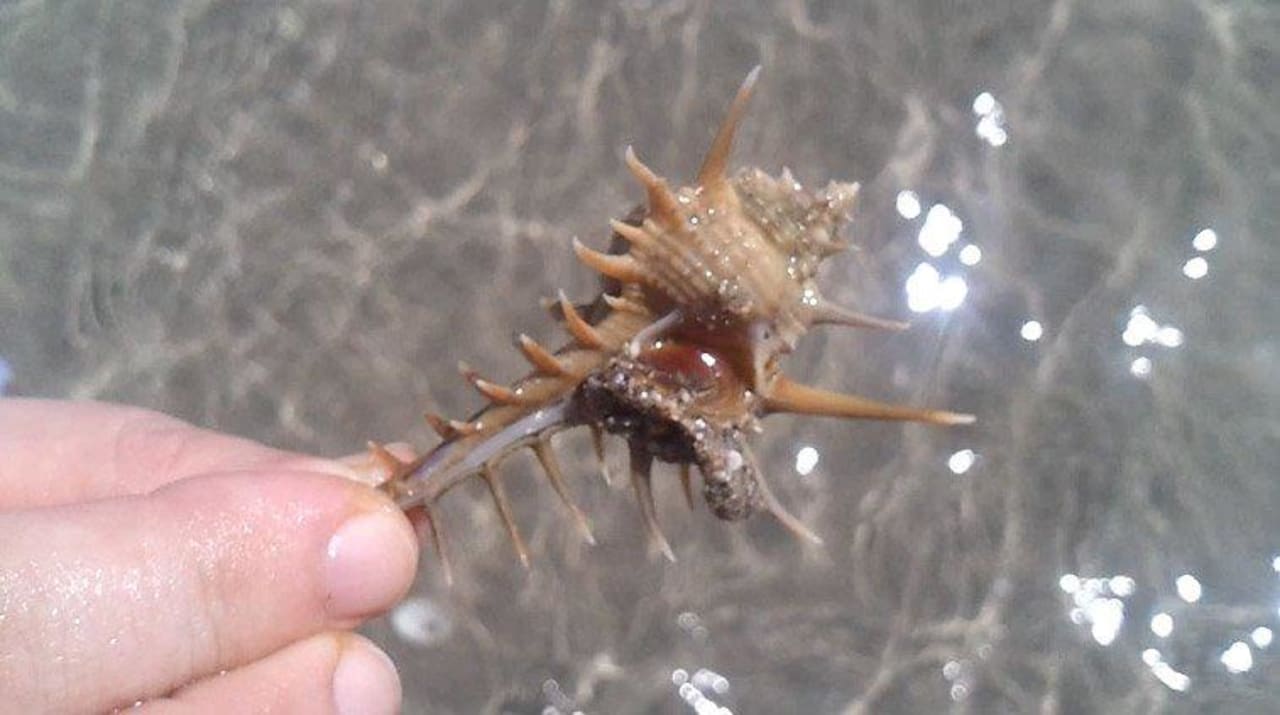 Zacki Muschel Three Corners Rihana Resort Deluxe