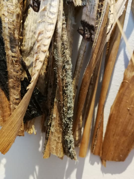 Zimmer Lopesan Costa Bávaro Resort, Spa & Casino