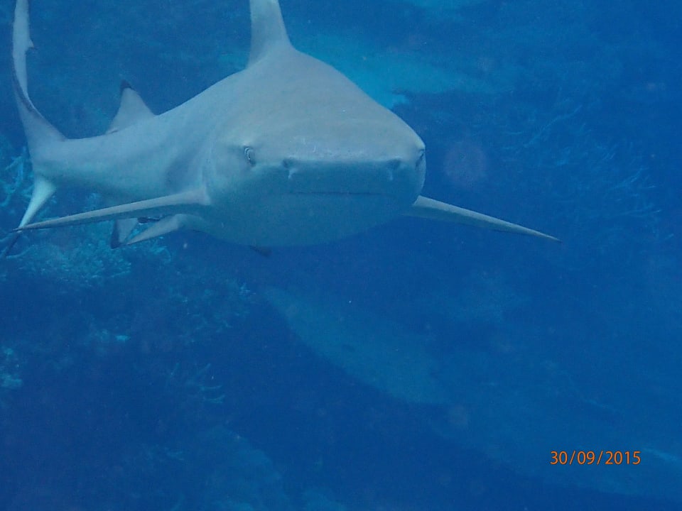 Schwarzspitzenriffhai ROBINSON MALDIVES