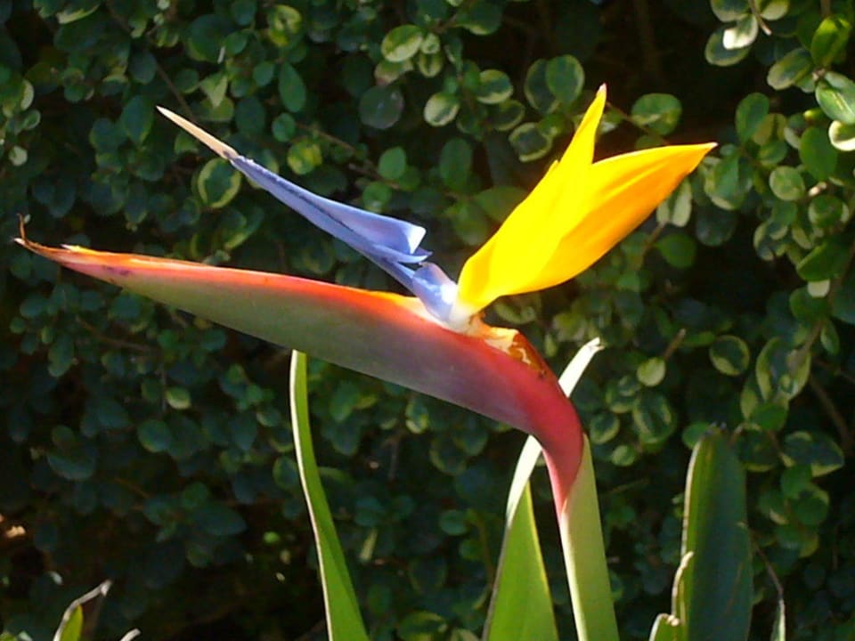 Papageienblume Belek Beach Resort Hotel