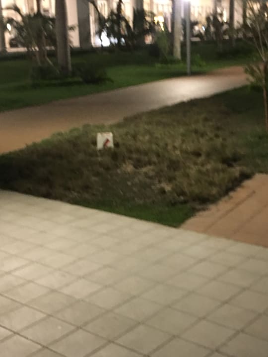 Gartenanlage Hotel Riu Republica - Adults only