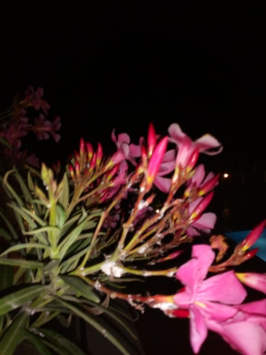 Gartenanlage Sol Luna Bay