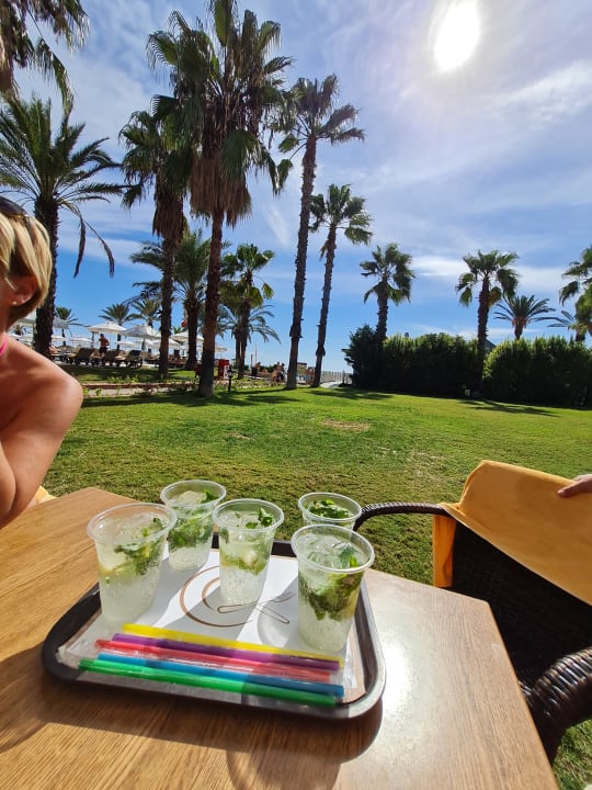 Gastro Papillon Belvil