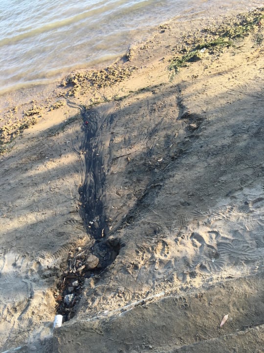 Schlimm Asteria Venus Didim