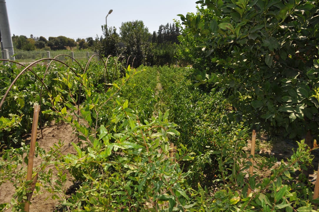 Organic Farm Yavuzhan Otel